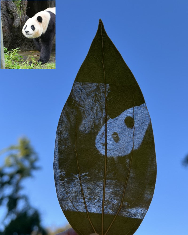 Custom Engraved Photo On Real Leaf